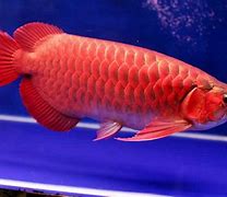 Ikan Arwana Super Red Kumpai